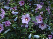 Hibiscus Syrisch