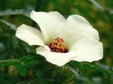 Kolmeleheline hibisk