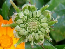 Goudsbloemen - calendulazaden