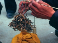 Comment choisir et où acheter le Cordyceps