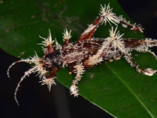 Wzrost Cordyceps na owadach