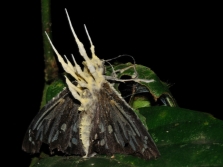 Cordyceps parasite les papillons