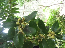 Laurel dari Azores