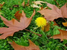 Paardebloem herfst