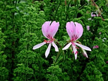 Chrupiąca Pelargonia