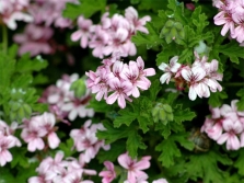 Pélargonium graveolens