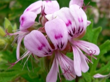 Inquinans Pelargonium