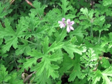 Pélargonium odoratissimum