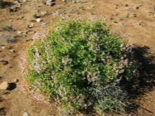 Pélargonium spinosum