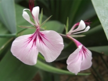 Pelargonium xerophyton