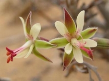 Pélargonium crithmifolium