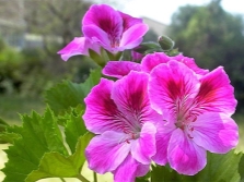 Pelargonium cucullatum