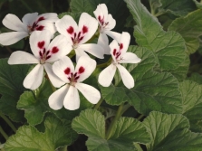 Pelargonium echinatum Curtis