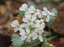 Pélargonium crassicaule