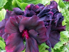 Pelargonium grandiflorum