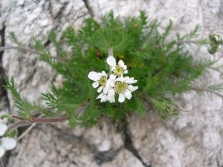 Yarrow atratha