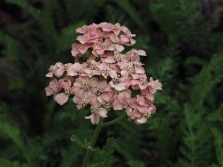 Yarrow sort Lachsschonheit