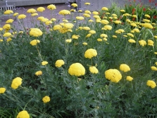 moerasspirea duizendblad