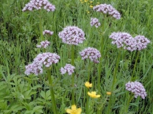 Valériane officinalis