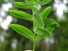 Hypericum bladeren