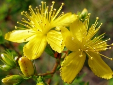 Hypericum bloemen