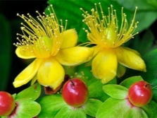 Hypericum marjad