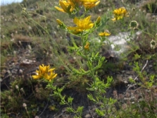 Góra Hypericum