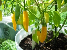 Ớt Aji chanh