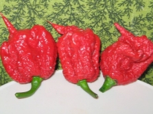 Hạt tiêu Carolina Reaper