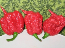 Carolina Reaper Pepper