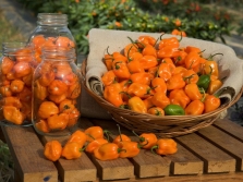 chili habanero peper