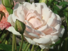 Noisette rozen