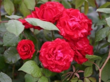 Variety Pauli Scarlet Climber