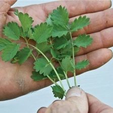 Feuilles de pimprenelle