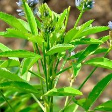 Blauwe fenegriek bloemen