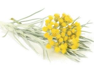 Zand immortelle bloemen