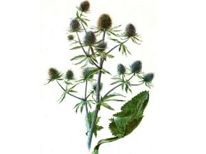 Feverweed