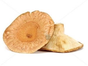 Nấm volnushki