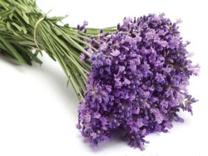 Lavendel