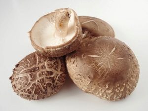 Grzyby shiitake