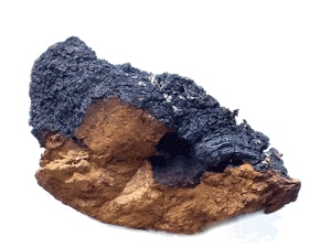 chaga paddestoel