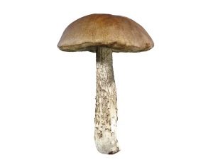 nấm boletus