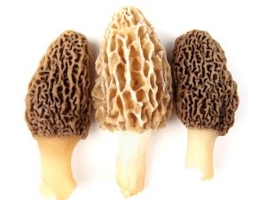 morilles