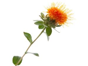 bunga safflower