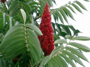 Sumac nai sừng tấm - một cây giấm ngoạn mục