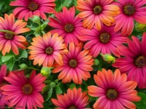 Osteospermum - Afrikaanse kamille