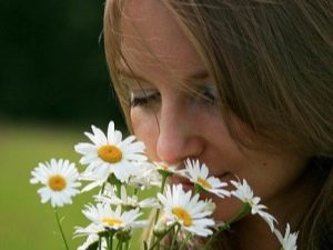 Allergie voor kamille