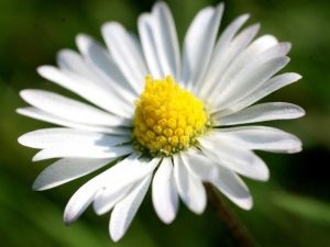 Grote meerjarige tuinmadeliefjes