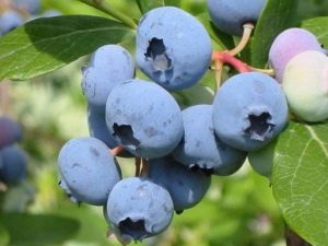 Blueberry Bluecrop: cechy odmiany i możliwości jej uprawy