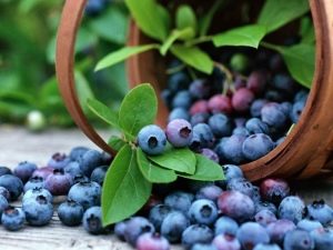 Blueberry Patriot: bessenkenmerken en groeitips